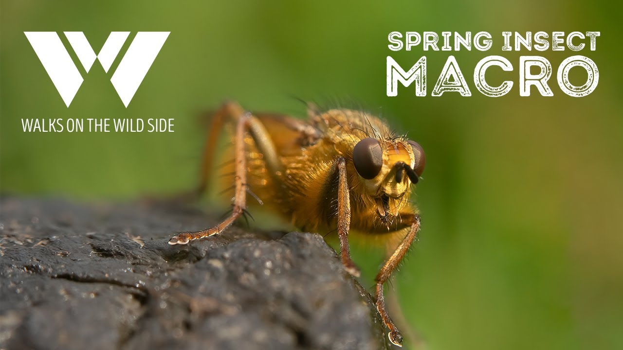 Insect Spring Macro, includes Lensbaby Creative Filters, ants, yellow dung fly and larvae wood marks