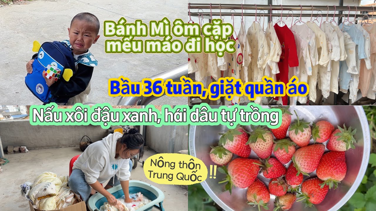 380 🥖 Dậy sớm nấu xôi đậu xanh, hái dâu tây, Bánh Mì ôm cặp mếu máo đi học/ nông thôn Trung Quốc