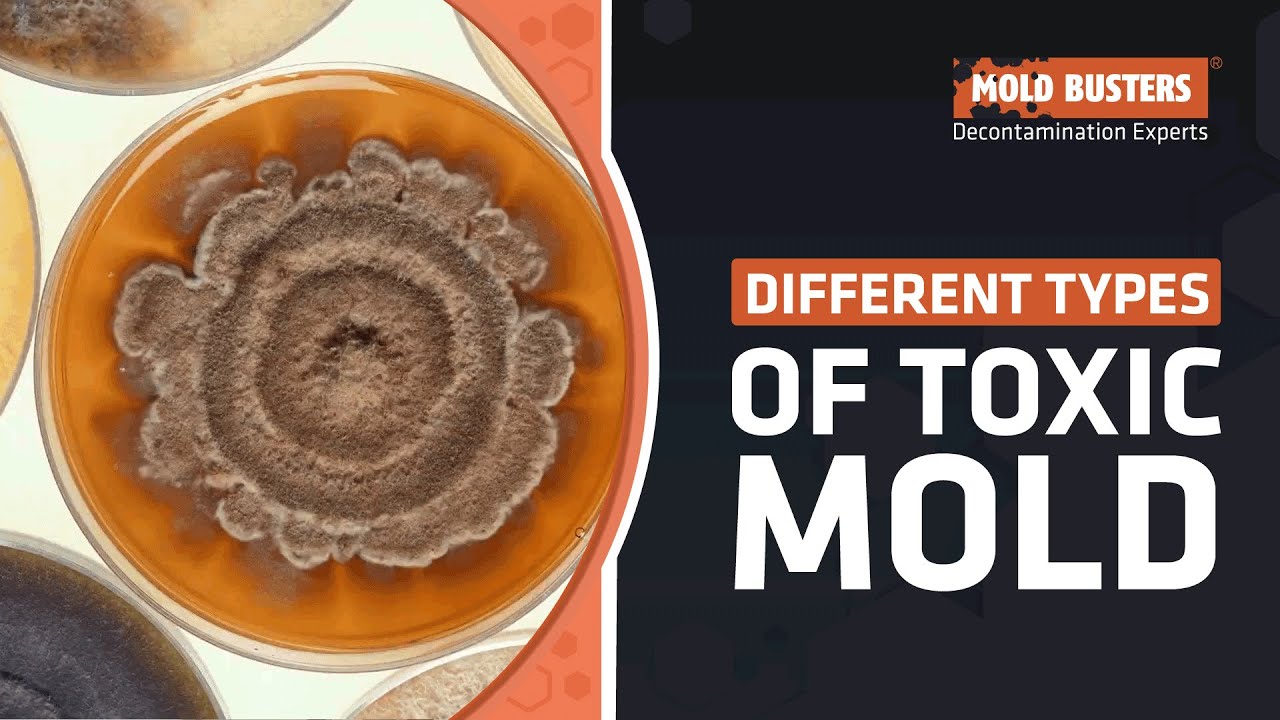 Different Types of Toxic Mold That Can Hurt You - Mold Busters