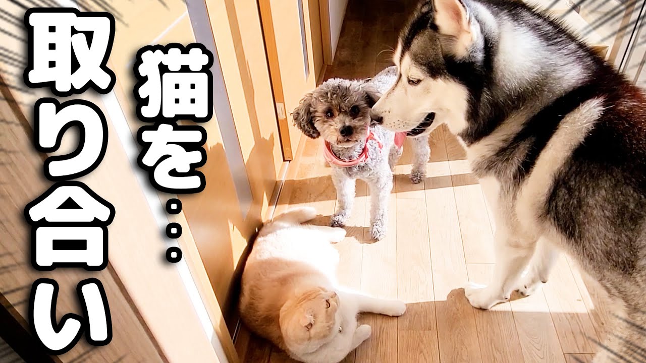 猫の取り合いをした結果こうなっちゃいました...