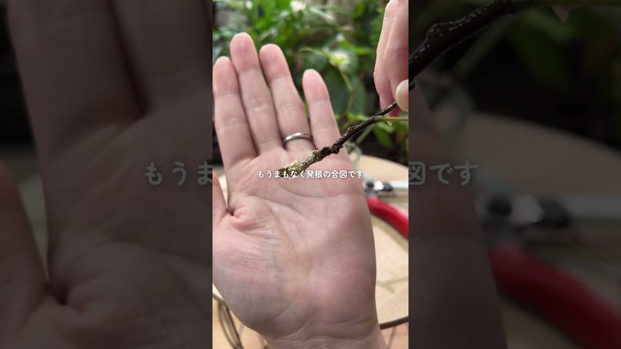 【実演】エバーフレッシュを挿し木で増やす方法【水挿し】【観葉植物】