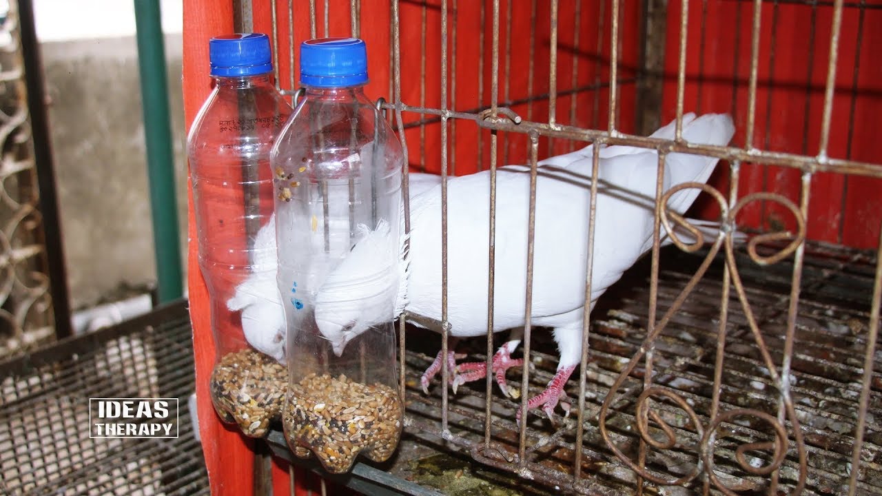 How To Make Easy Bird Feeder | Pigeon Feeder | Homing Bird Food Feeding | DIY Feeder | Ideas Therapy