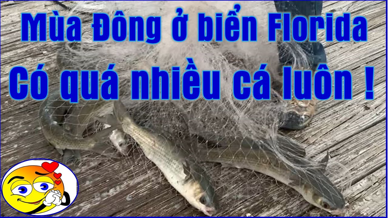 Mùa Đông ra biển Florida có quá nhiều cá luôn (Vlog 192 -  Cuộc sống Mỹ)