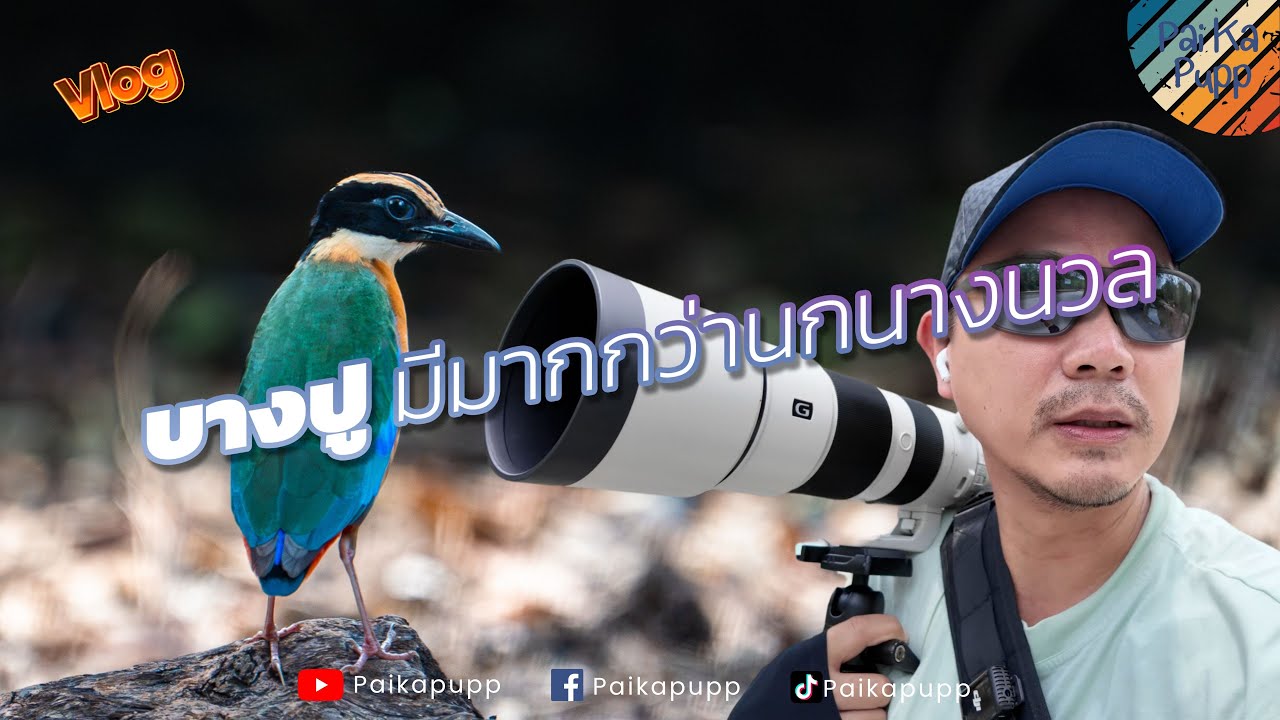 บางปู ไม่ได้มีแค่นางนวล พาดูบ่อนก ลุ้นนกแต้วแร้วธรรมดา - ไป กะ ปั๊ป