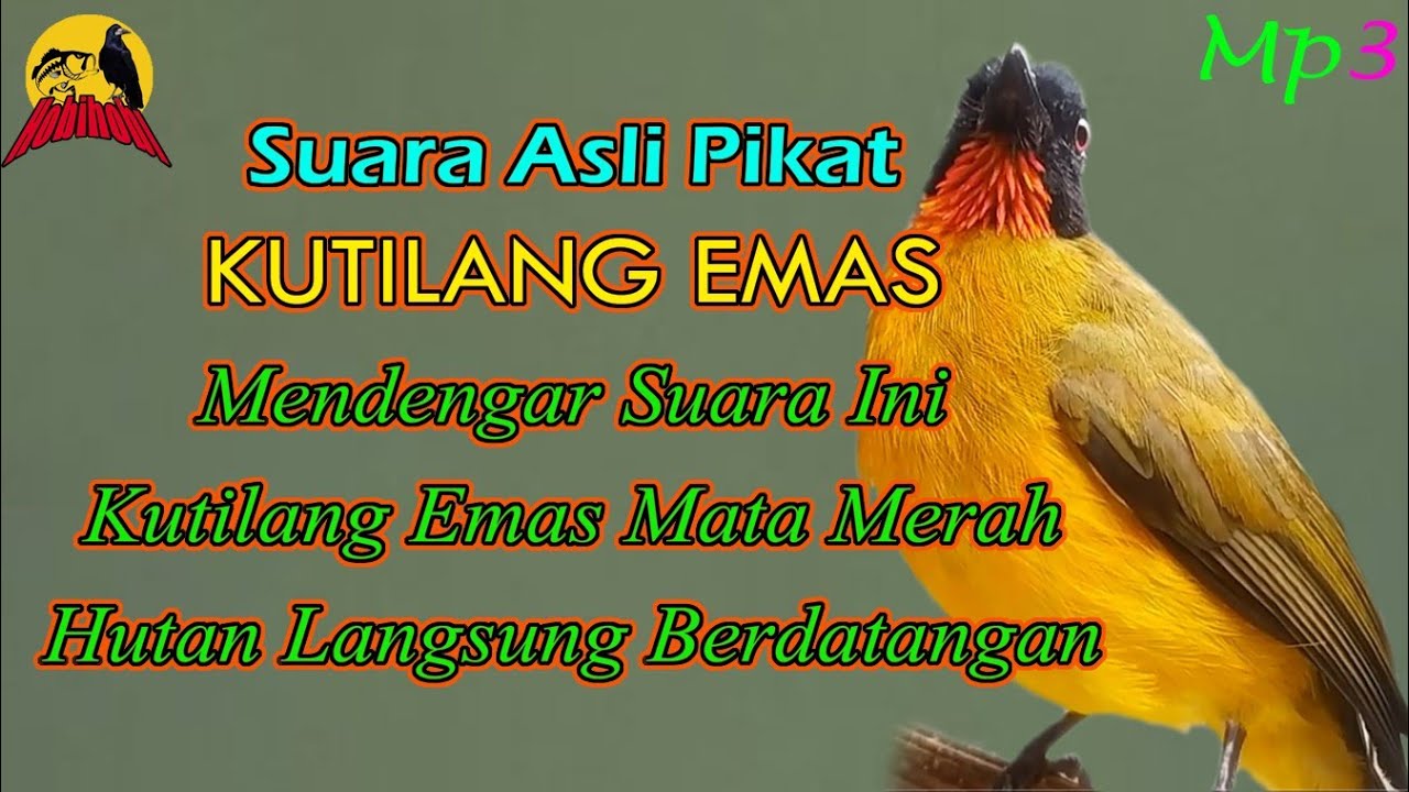 Suara Pikat Kutilang Emas Mata Merah. Terbukti Ampuh!!