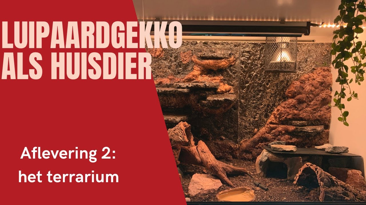 De LUIPAARDGEKKO als huisdier | Aflevering 2 | Het terrarium