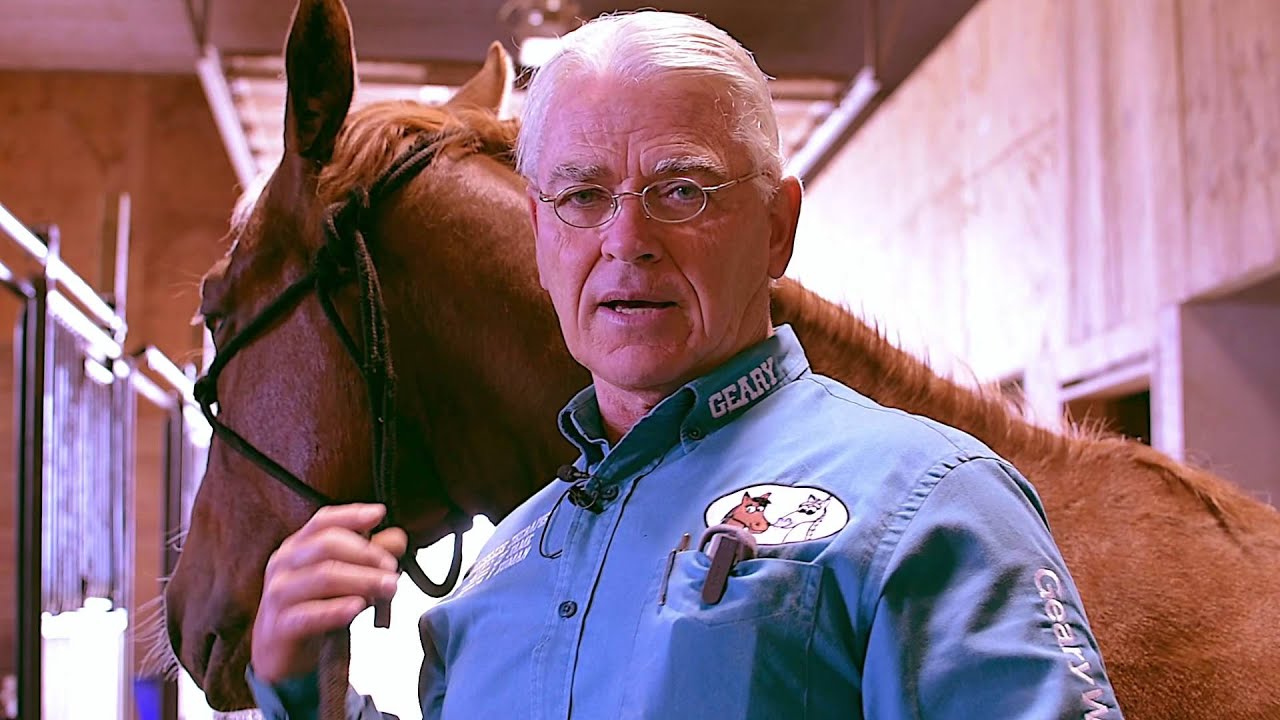 Colic Points for Equine Massage