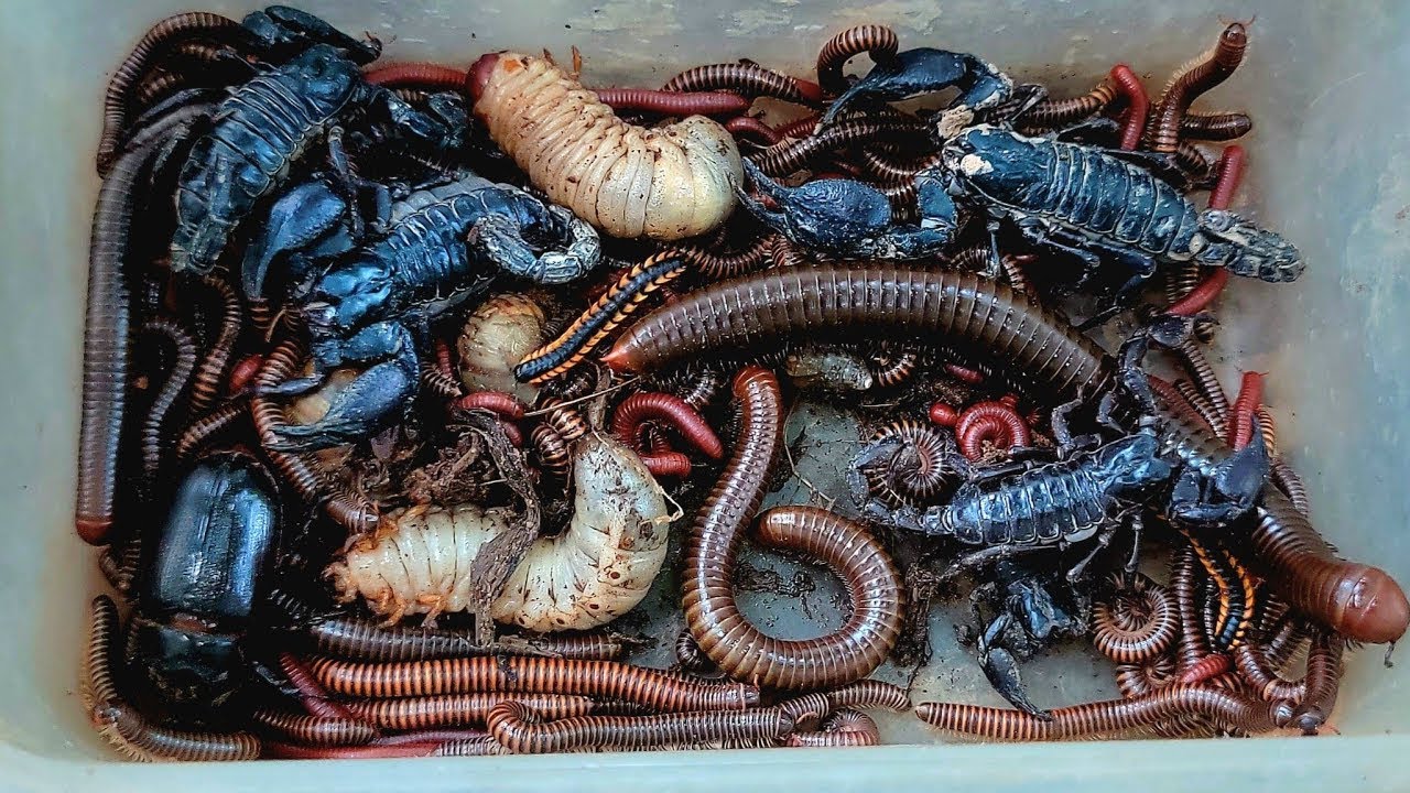 Catch Venomous Scorpion, White Worm, Red Worm, At Farm In Dry Season