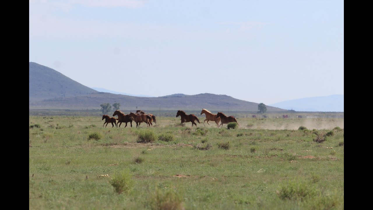SAN LUIS VALLEY COLORADO WILD HORSES RUNNING! AND OFF GRID PREPPING !.