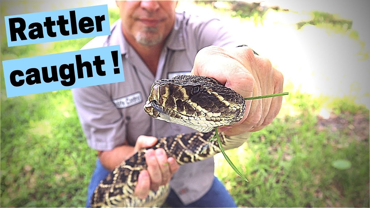 Eastern Diamondback rattlesnake caught and removed from Tampa, FL- Rattlesnake removal Tampa Bay