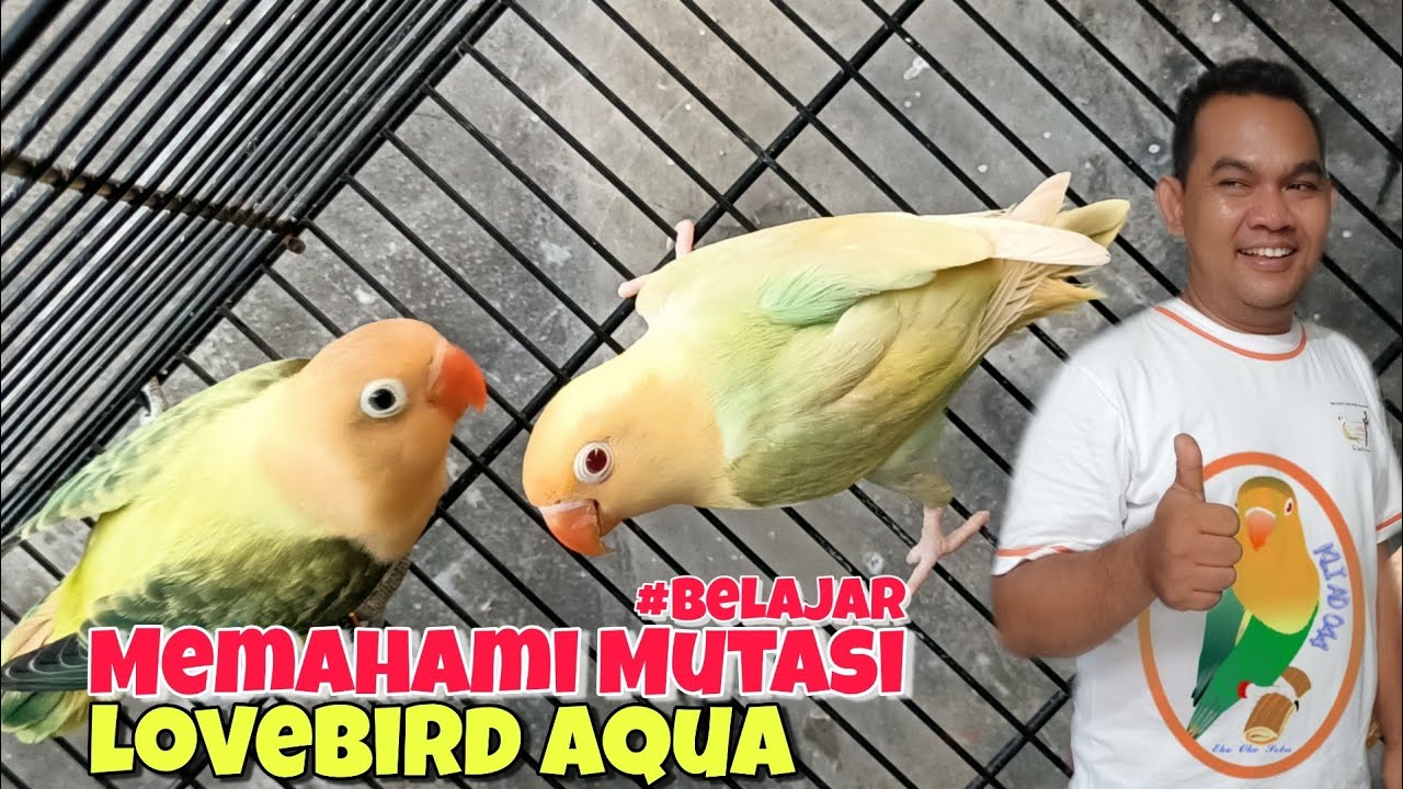 Belajar Mutasi Lovebird Aqua