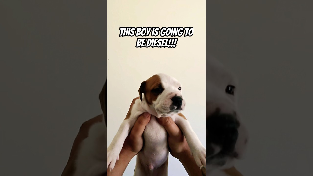 Who&rsquo;s the baby? #shorts #subscribe #comment #share #puppy