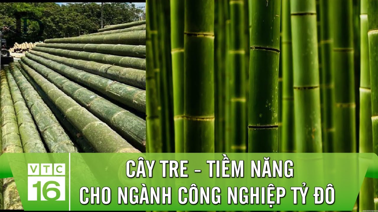 CÂY TRE - Tiềm năng cho ngành công nghiệp TỶ ĐÔ của Việt Nam | VTC16