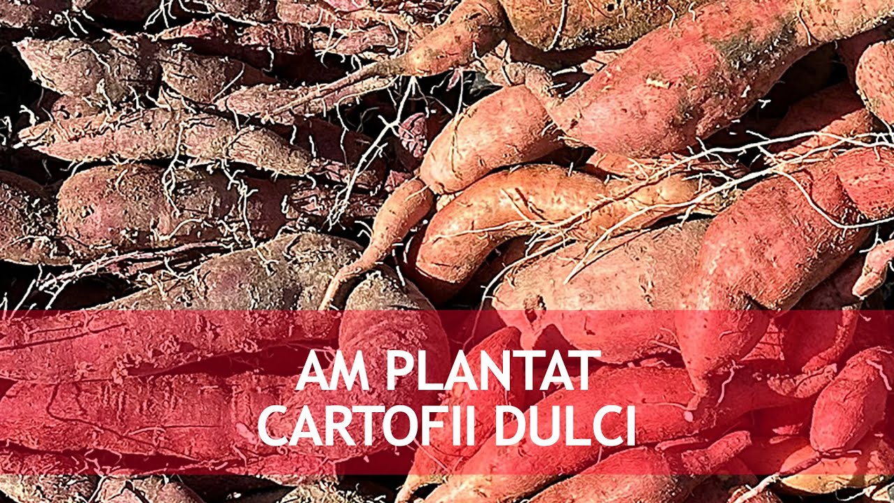 Am plantat Rasadurile de Cartofi Dulci! A iesit soarele si reincepem munca in gradina