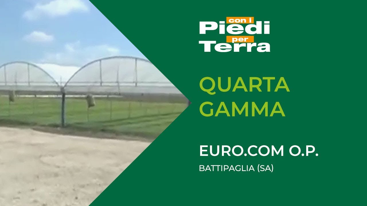 Quarta gamma   Euro com O P    Battipaglia SA