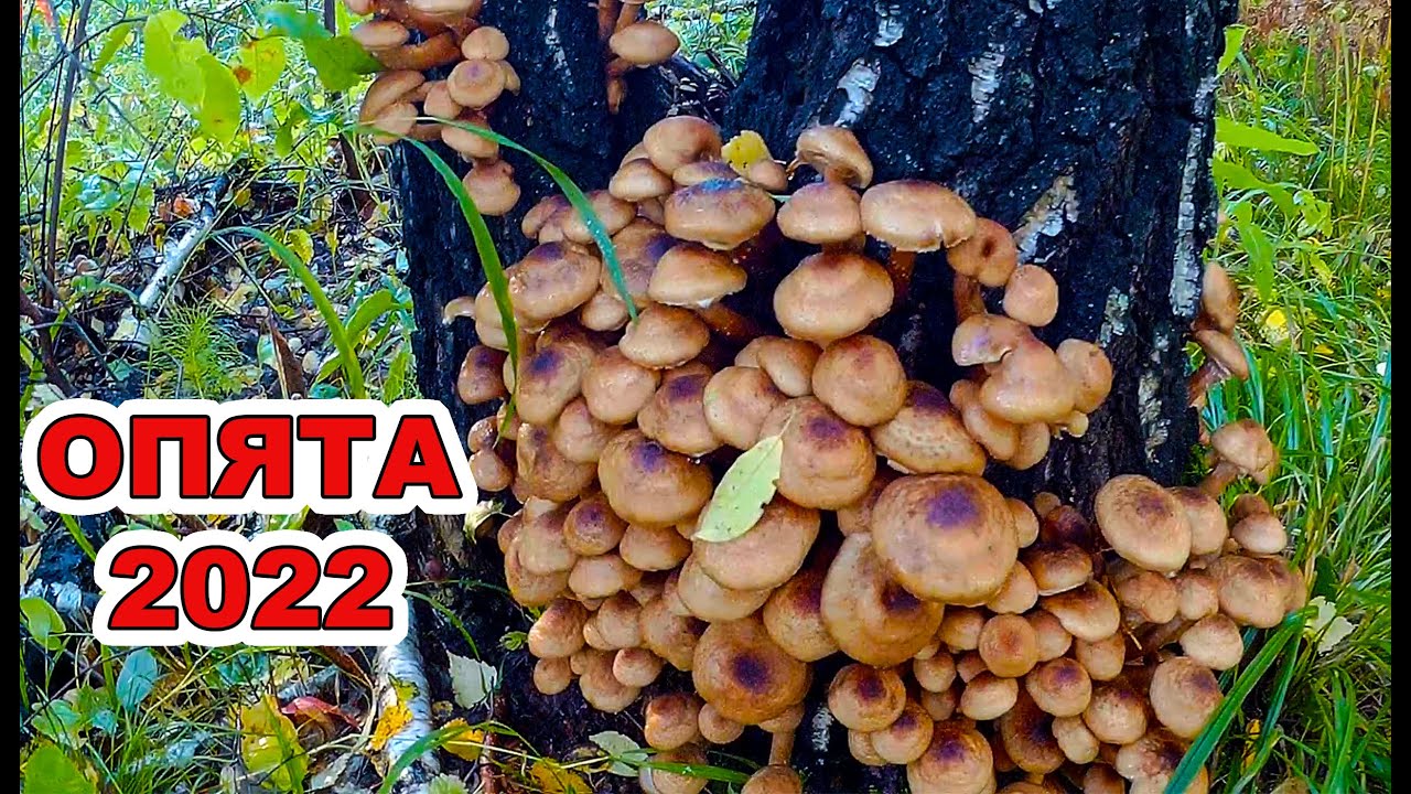 Грибы опята. Сезон 2022. Грибы опята в Сибири.