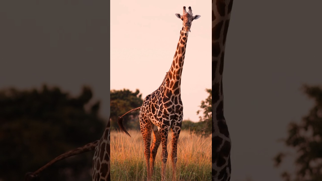 🤯 ¡CUELLO GIGANTE, MISMOS HUESOS! 3 Datos de la Jirafa (Giraffidae) que te sorprenderán 🦒✨ 