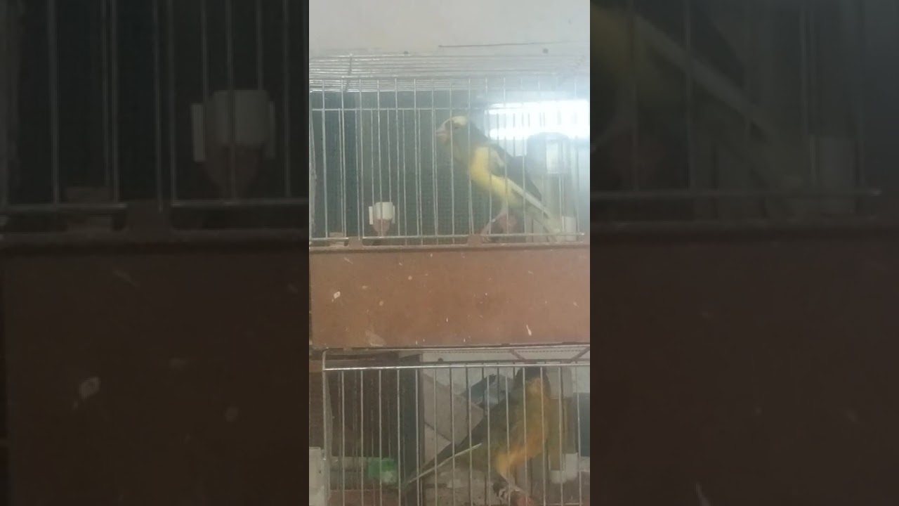 Maestría a escuchar en VIVO, hijo de la PRINCESA 👀🇪🇦📢
