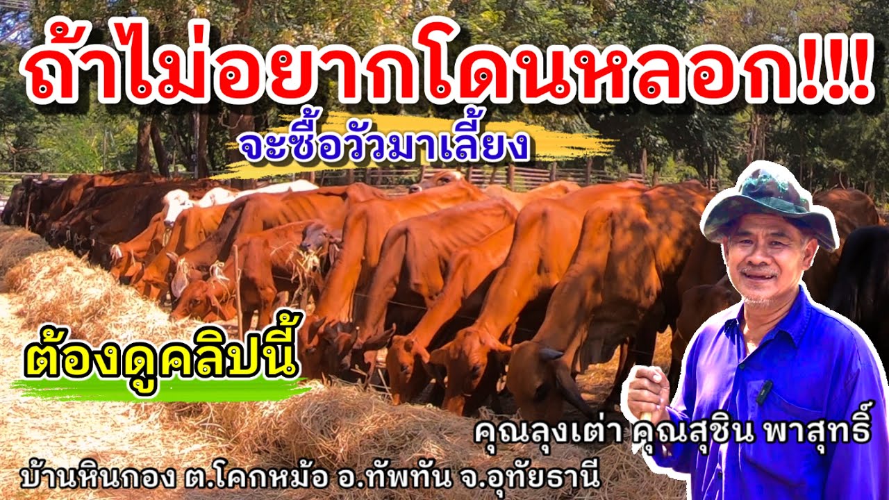 จะซื้อวัวมาเลี้ยง ถ้าไม่อยากโดนหลอก ให้ดูคลิปนี้ | คุณลุงเต่า นายฮ้อยซี59 | อ.ทัพทัน จ.อุทัยธานี