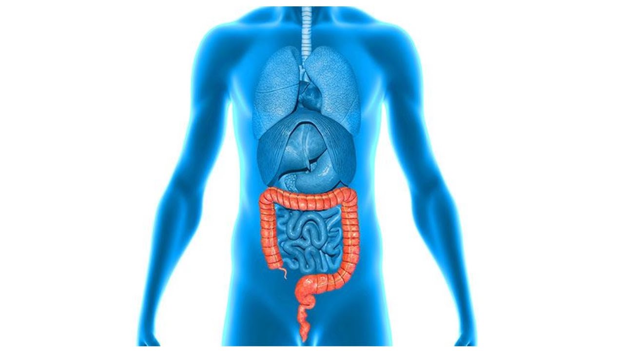 LARGE INTESTINE IN CHINESE MEDICINE