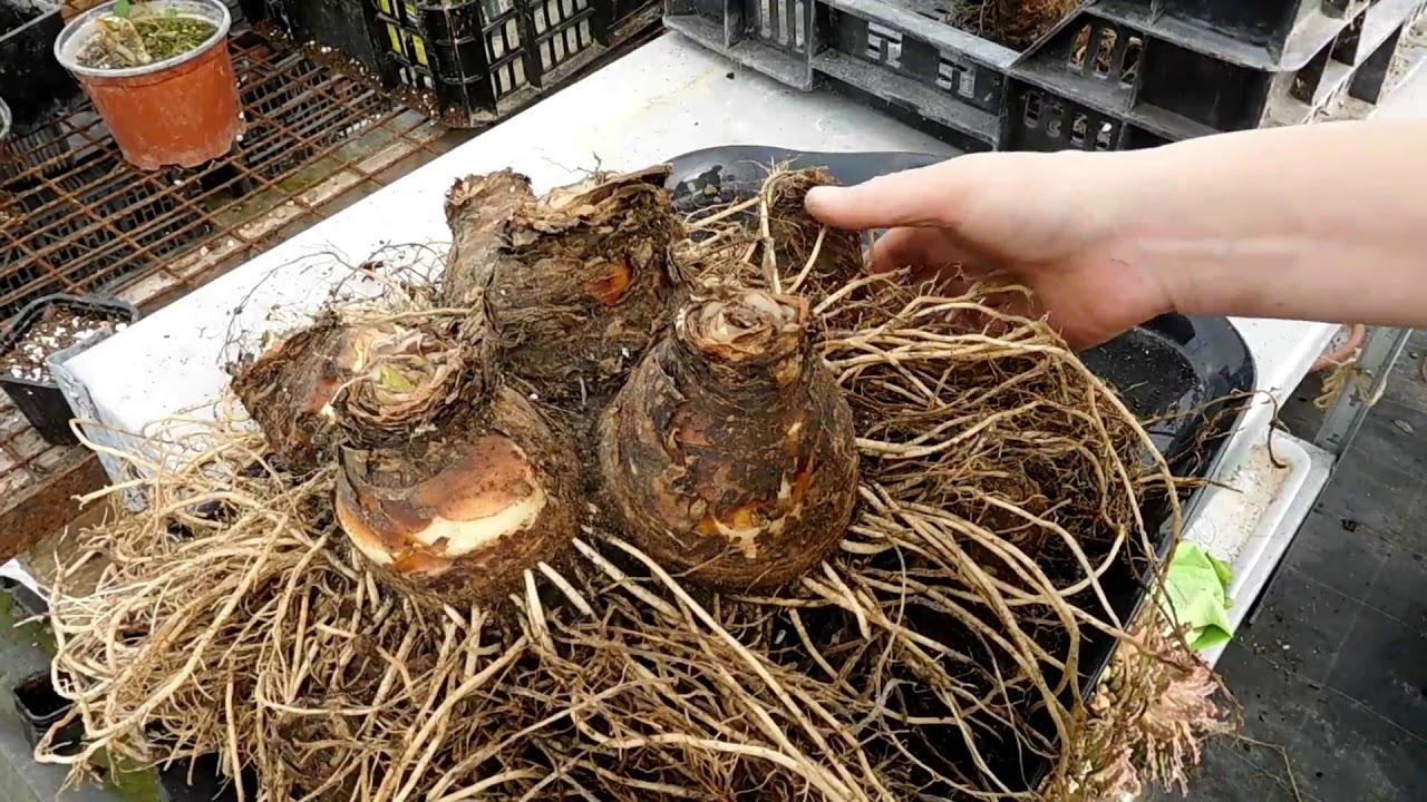 Dividing GIANT Eucomis bulb 