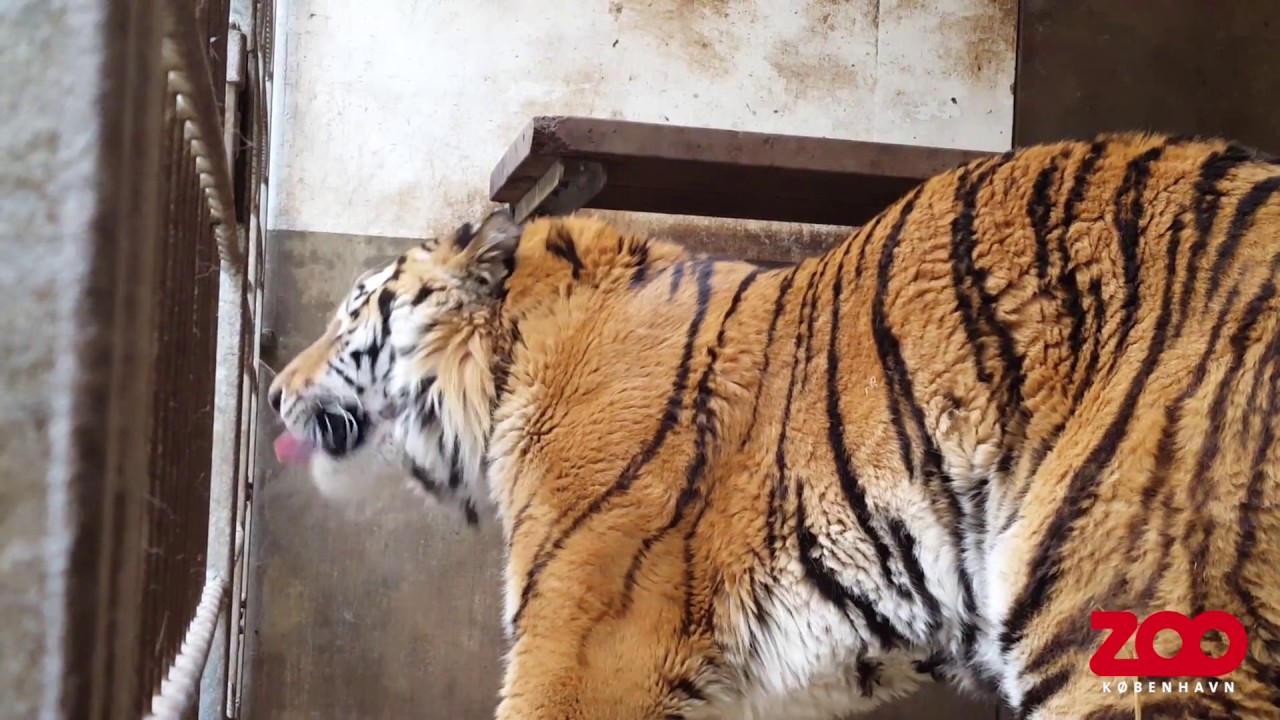 Ny hantiger i zoo | New male tiger arrived in Copenhagen Zoo