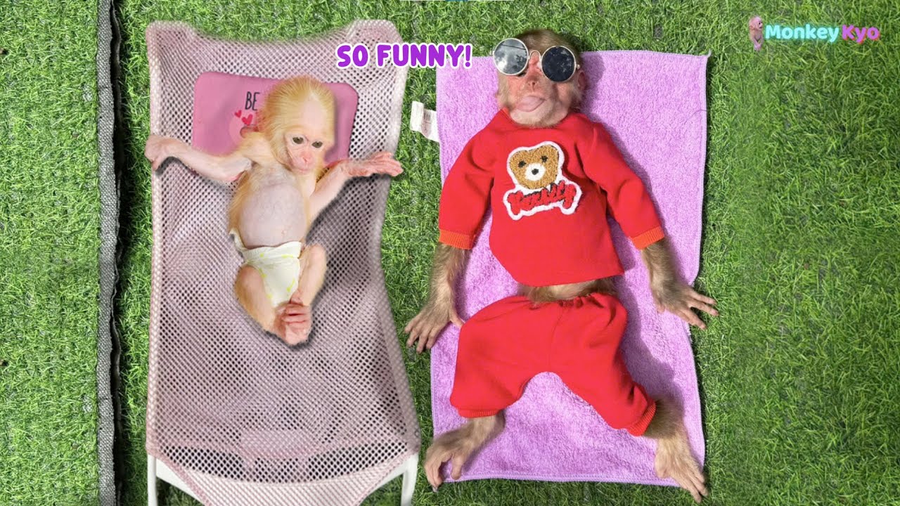 Oh no! 🤣 Monkey Kyo and BuNa Sunbathing Like Royalty — This Is Too Funny!
