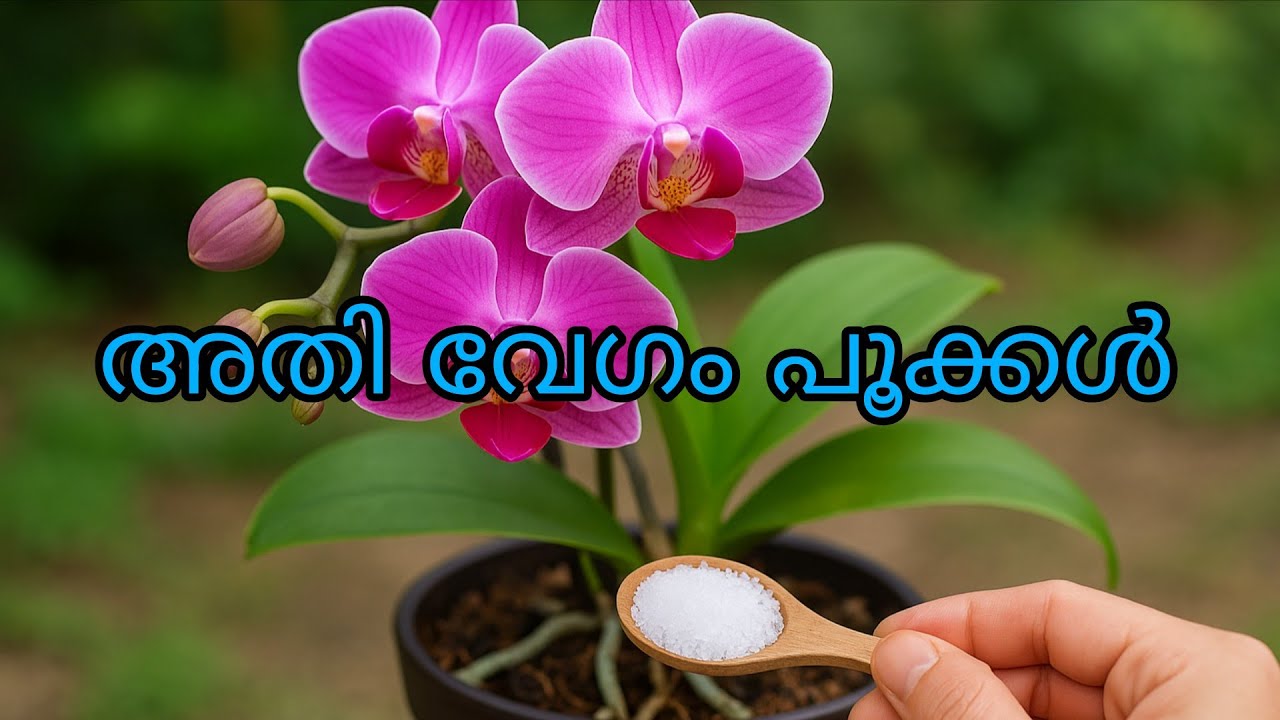 Quick Flowering Secret for Orchids | Potassium Sulfate Fertilizer|Rc Garden|