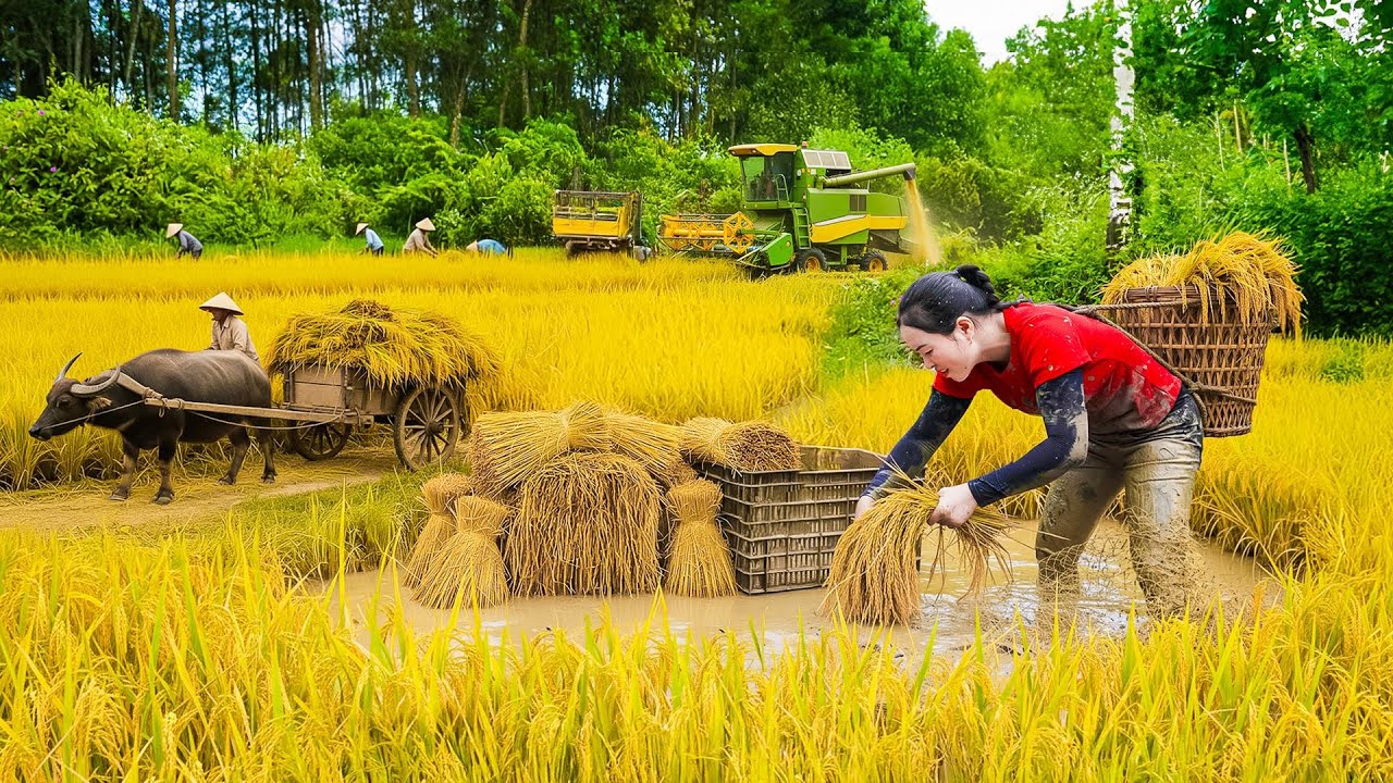 Use Trucks To Transport Many Rice - Rice Harvest Season is full of Hardship