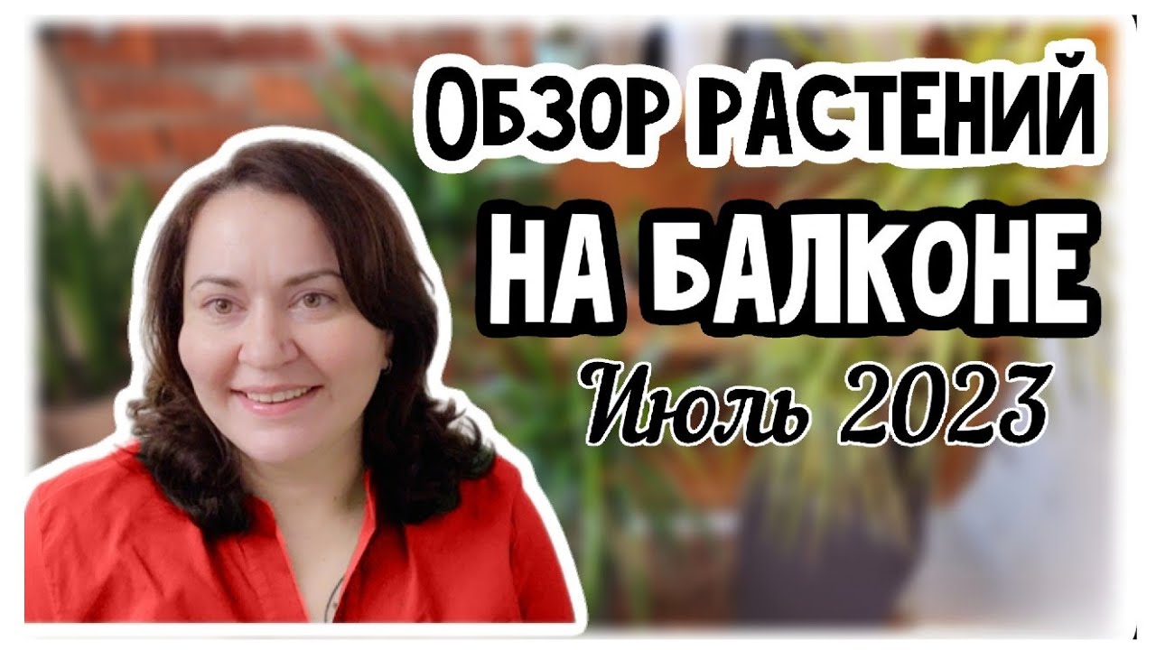 Обзор растений на балконе. Июль 2023