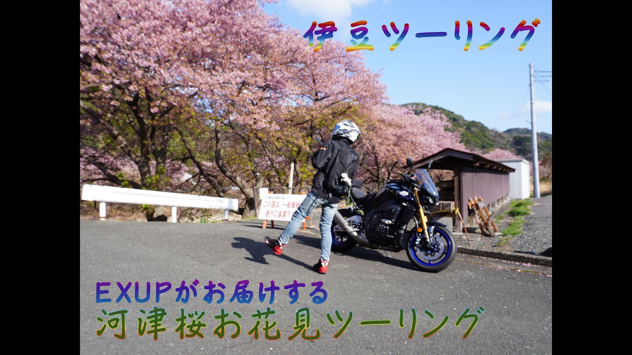 河津桜ツーリング6