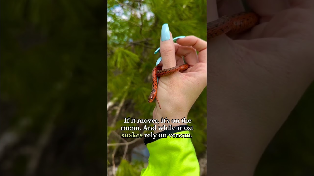 The Garter Snake – The Friendly Serpent of the Wild!