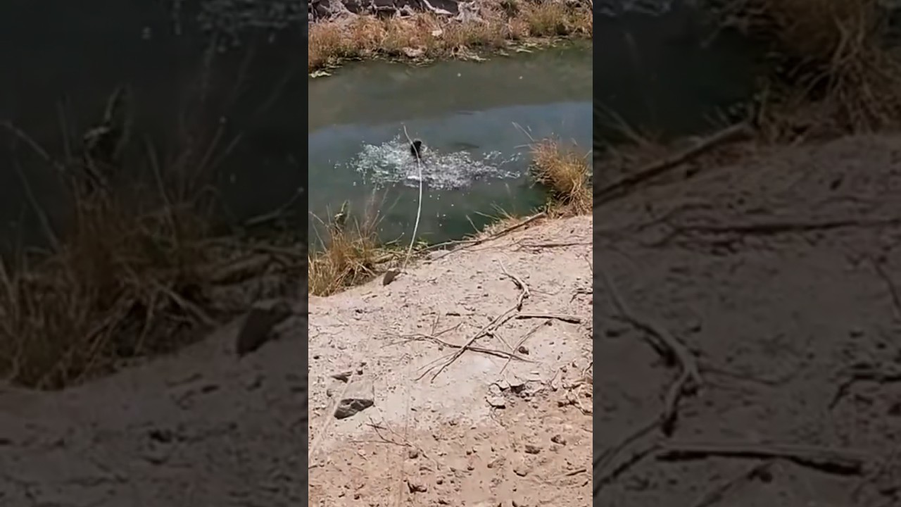 Shooting carp out of small canals!! #yumaaz #arizona #hunter