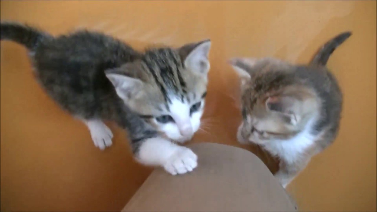 保護子猫の奇跡 1/30000？いや、もっとです。貴重な事例かもしれません。三毛猫でこの数字が出てきたらわかりますよね？＃８