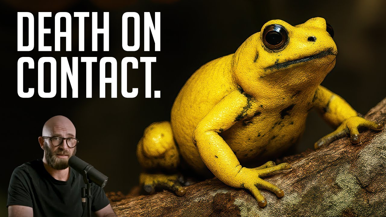 Phyllobates Terribilis: The Golden Poison Frog