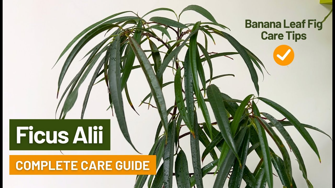 How to Care for Ficus Alii ✅ Banana Leaf Fig Complete Care Guide