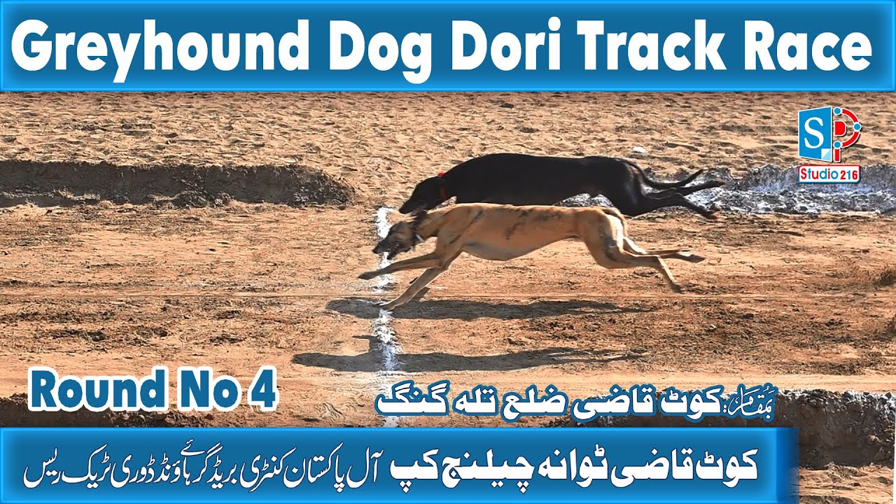 Dog Race | Dori Track Race | Round No 4 | kot Qazi Talagang | 03-02-2025 #greyhound #greyhoundlovers