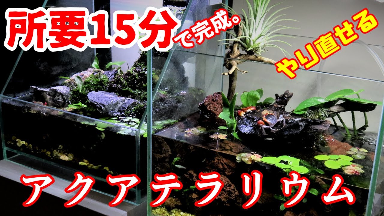 【熱帯魚水槽/アクアリウム】簡単！15分でレイアウトする、緑が綺麗なアクアテラリウム / カニ(アップルクラブ)とハゼ(コンテリボウズハゼ）の仲良し水槽、問題あってもすぐやり直せる【水草置くだけ】