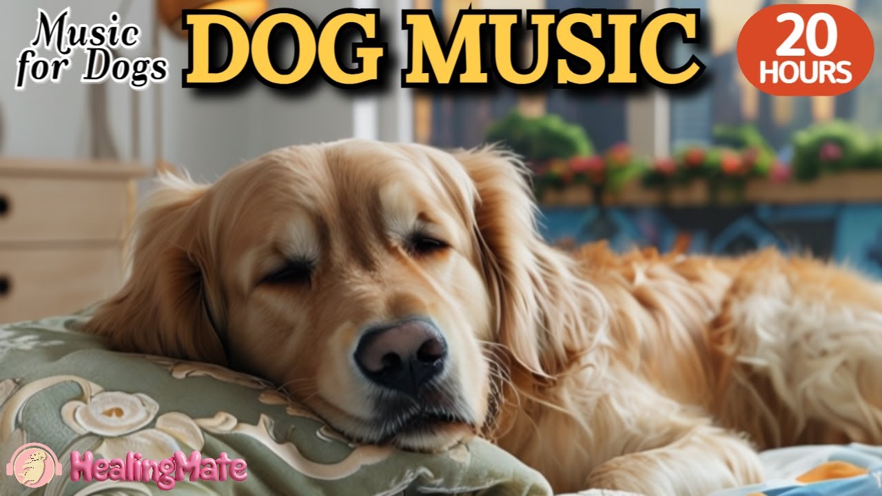 강아지가 좋아하는 음악🐶💖강아지 수면 음악 20시간🐶🎵강아지 숙면과 분리불안 해소 음악🎵강아지 안정을 위한 스트레스 해소🎵외출할때 출근할때 꼭 틀어주세요 by 힐링메이트