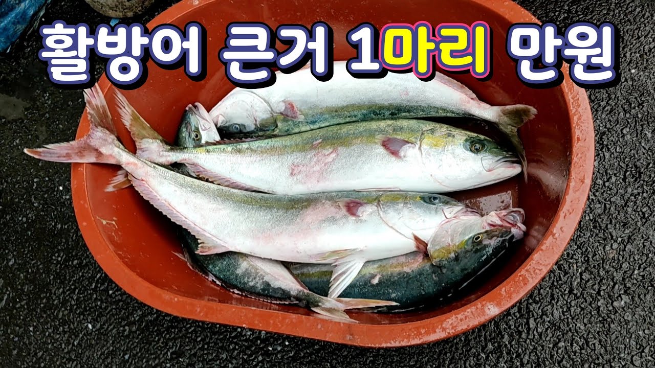 [제주리포트] 제두 서부두 수협공판장 어시장 탐방