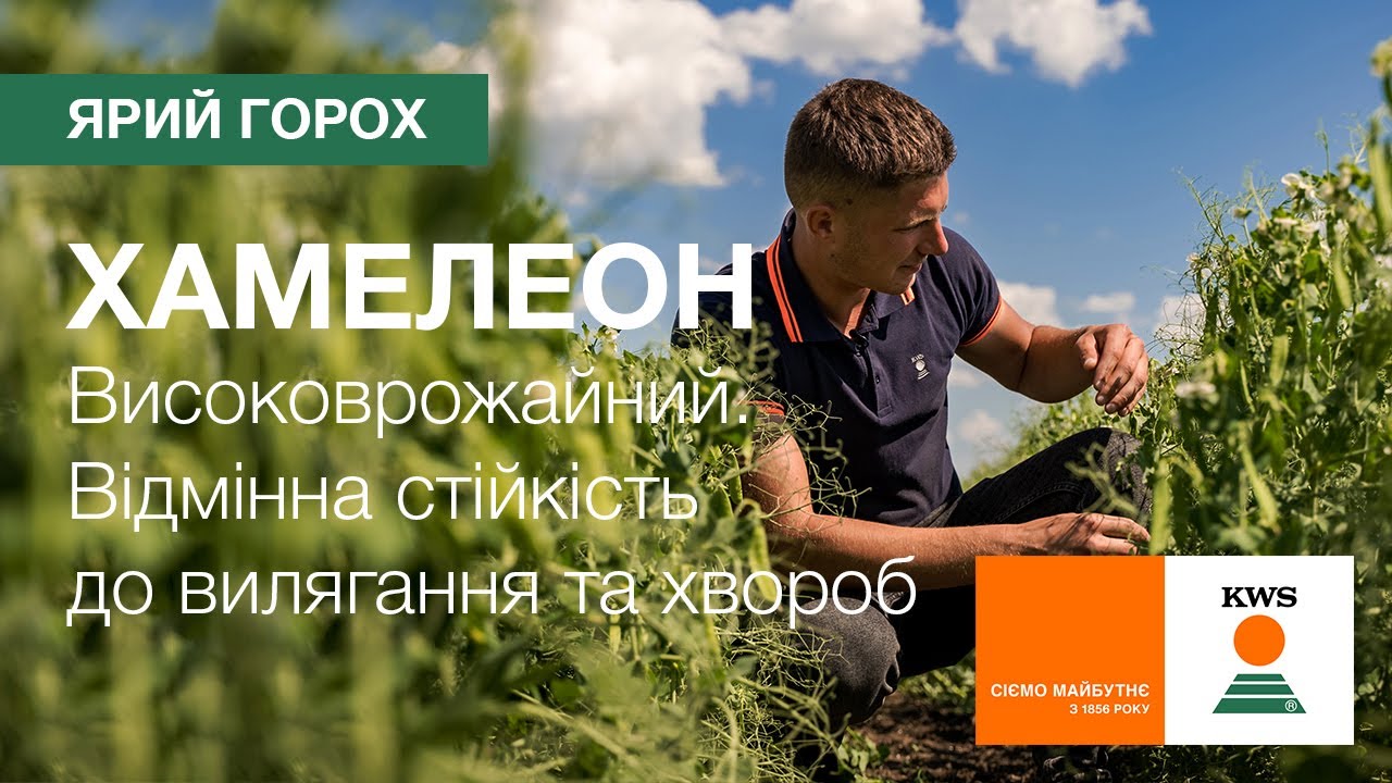 ХАМЕЛЕОН – високоврожайний жовтозерний горох з високою стійкістю до вилягання і хвороб | КВС-УКРАЇНА