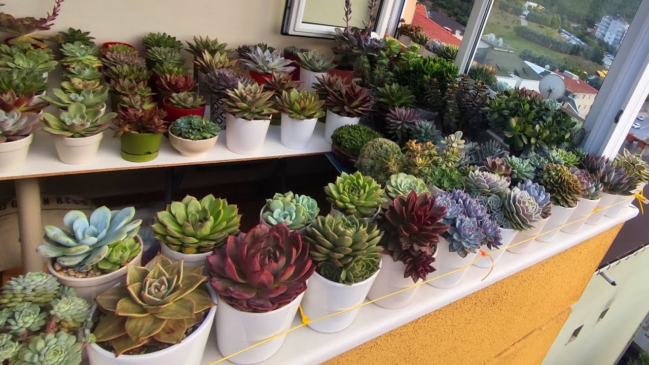 Sonbaharın Gelişi Ve Sukulentlerim😍#plants #garden #succulent #keşfet #çiçek #sukulentçeşitleri 