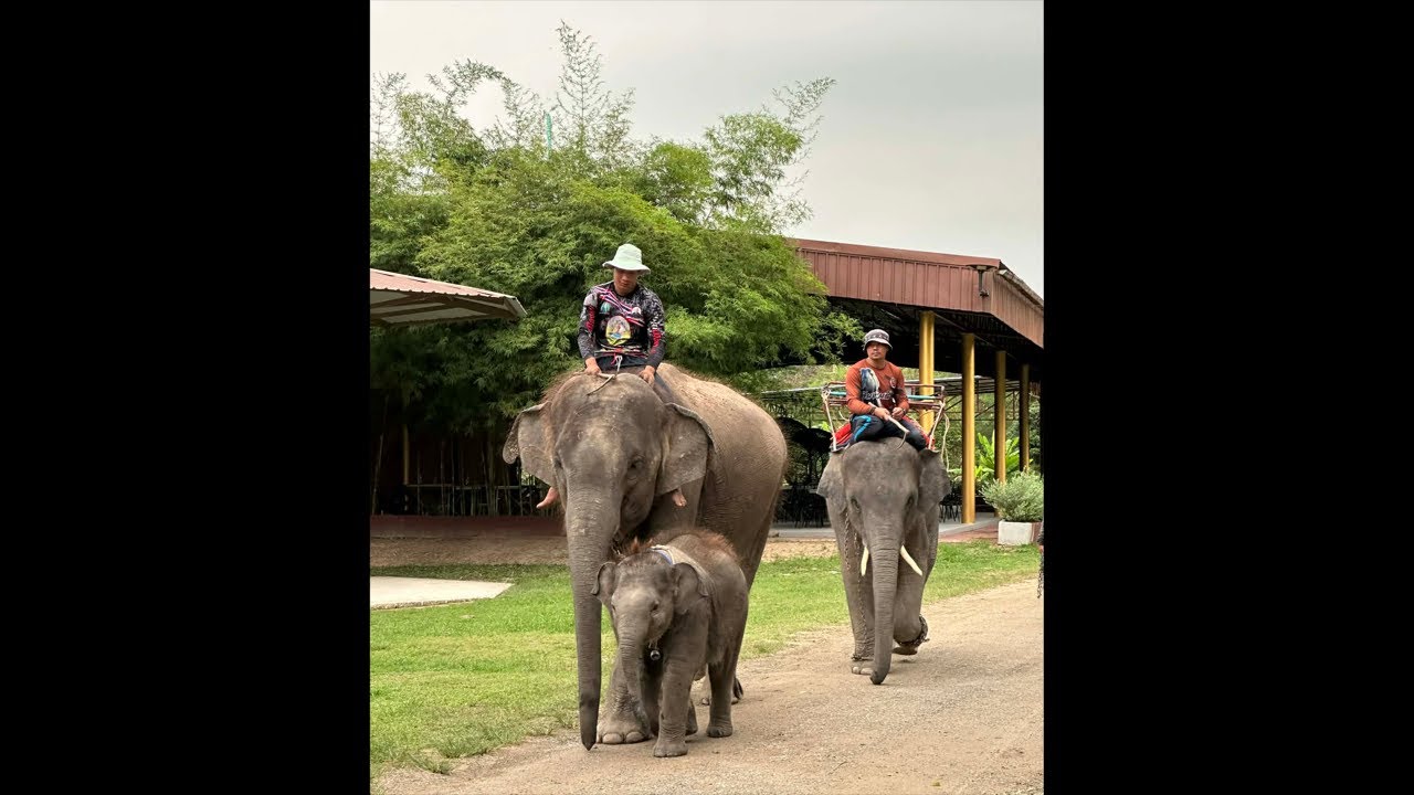 สุขสันต์วันเกิดพลายบัวขาว🐘🎂น้องพังปิ่นทอง🐘🎉🎁 #พังปิ่นทอง #elephant #ช้าง #พลายบัวขาว  #cute