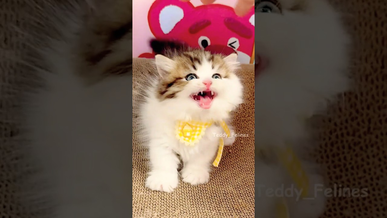 This Kitten&rsquo;s Meow Is Pure Therapy! 🧸😻🎶 #cat #cute #cats #kitten