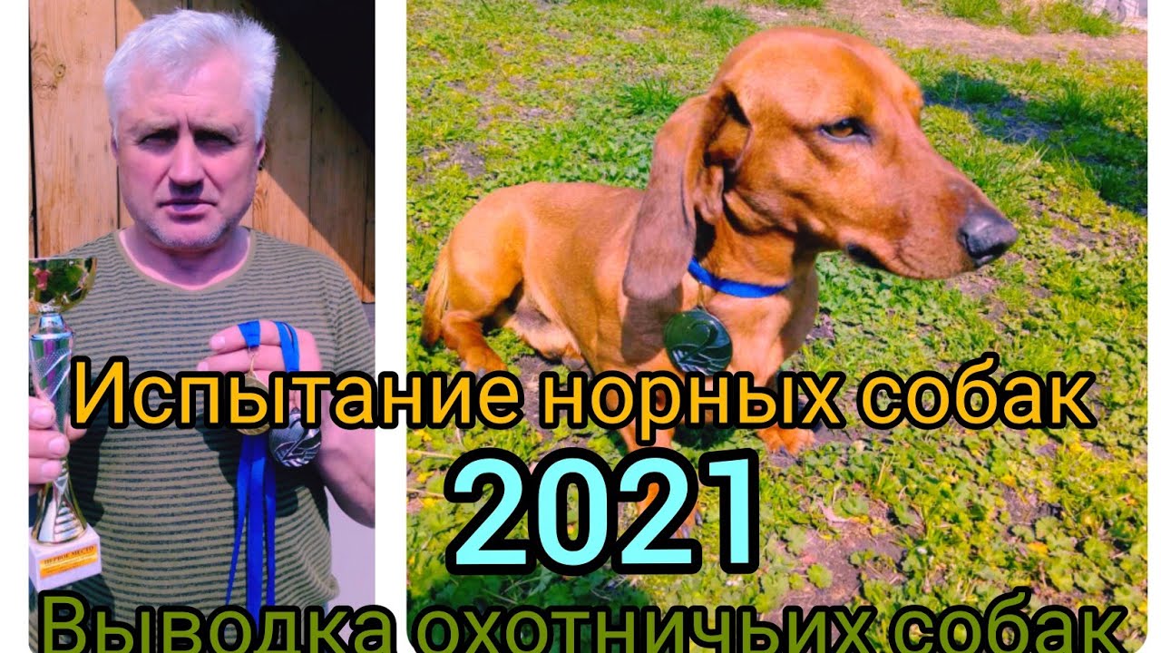 Состязания норных собак 2021. Выводка охотничьих собак 2021. Burrowing dog competition 2021.
