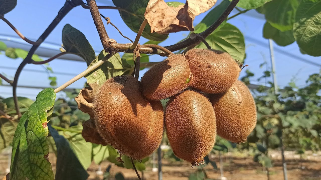 38 rakımda kivi üretti, 'olmaz denileni oldurduk' dedi