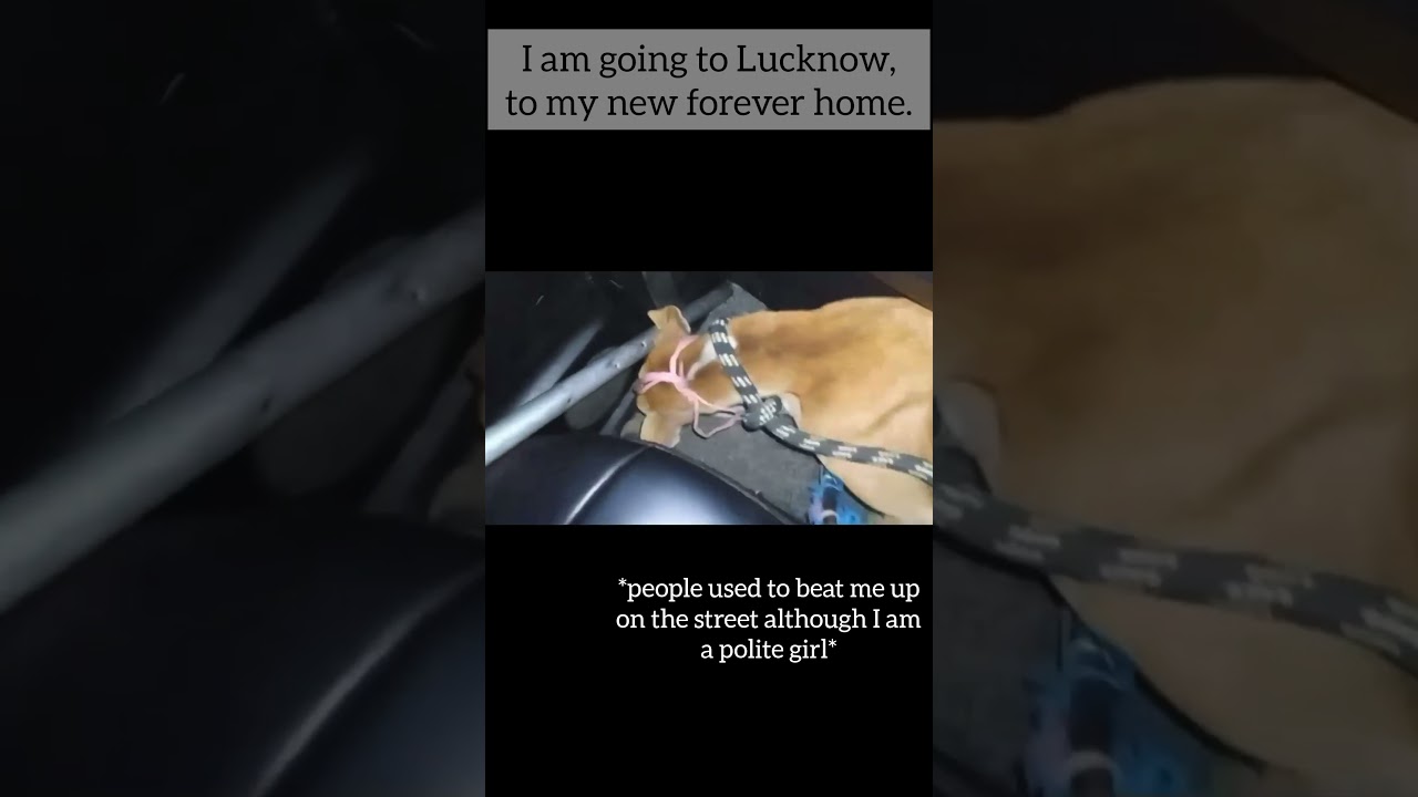 Dog with paralysis starts a new life🧡 #lucknow #animalrescue #dogrescue #straypets #supportanimals