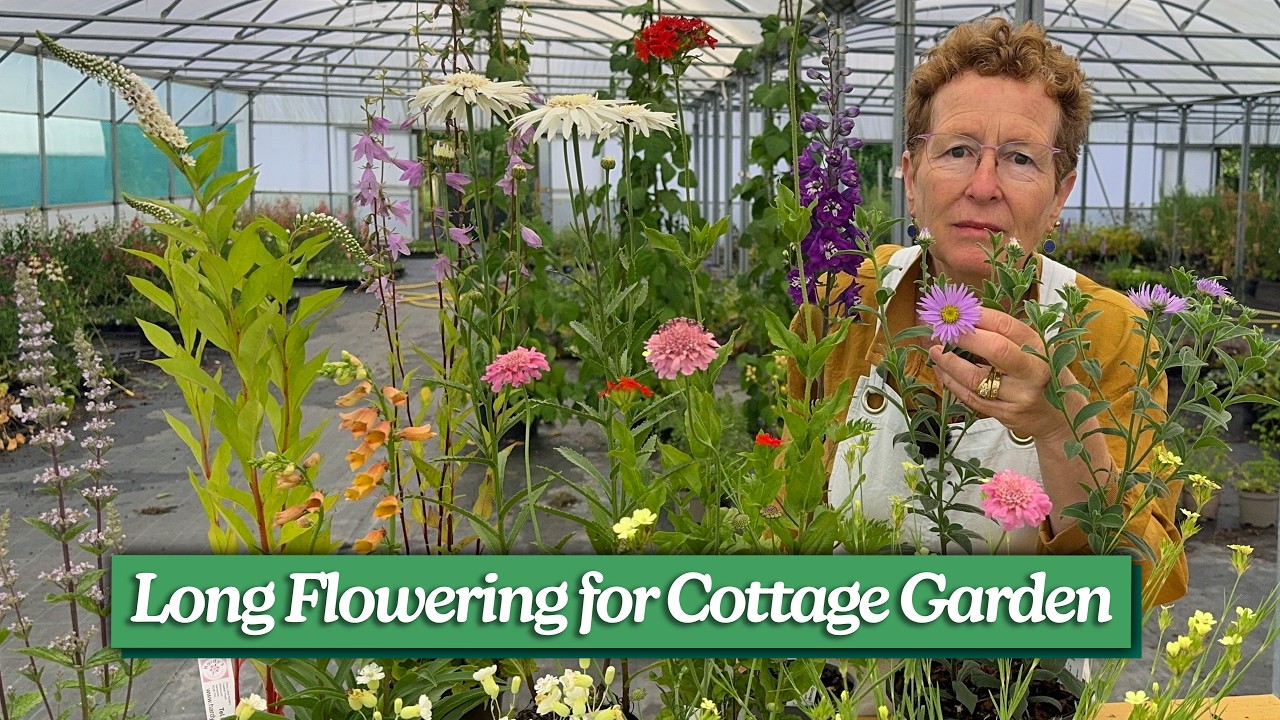 Long Flowering Perennials For A Cottage Garden Look