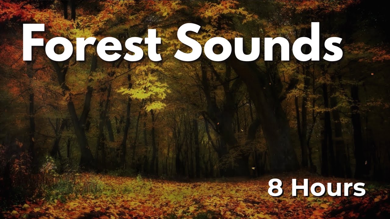 Forest Ambience (8 Hours) | Peaceful Nature Sounds for Sleep & Calm