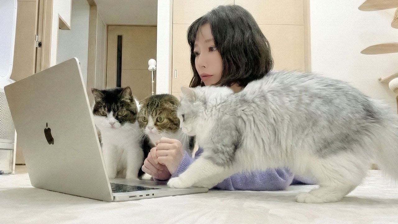猫たちのかまちょが激しすぎて床で仕事してみたら、大変なことになった…汗